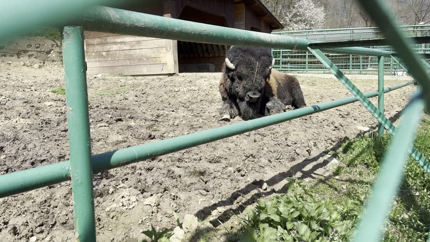 View through a fence of a powerful american bison sitting on muddy terrain