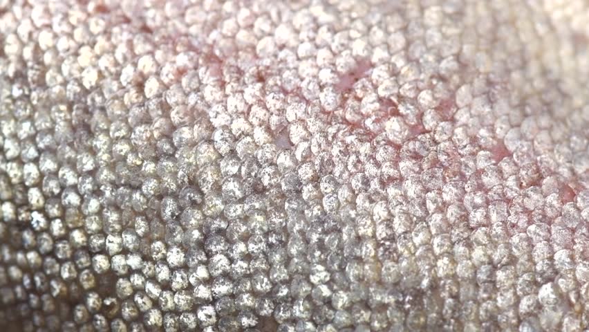 Raw trout red fish skin, scale texture, fillet, fish skin background. Cooking sea food. Healthy eating concept, Mediterranean cuisine. Rotating 