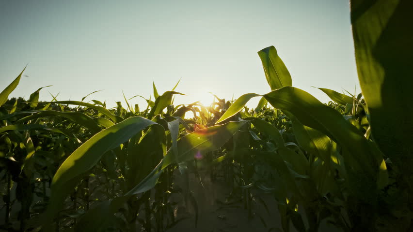 Gliding through dense corn stalks under a bright summer sky, theme of large-scale agriculture shows a farmer monitoring the golden rows as sunlight highlights the industrial field