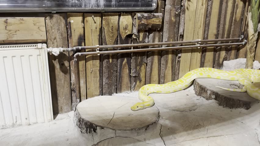 Albino Burmese Python Resting on Stone Platform Inside Reptile House at Indoor Zoo Terrarium