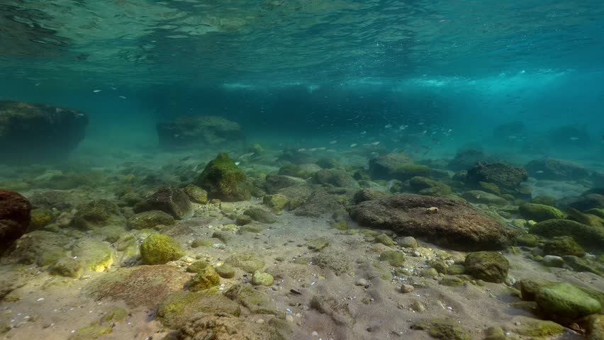 School of small fish swimming over a rocky seabed in clear turquoise ocean water.