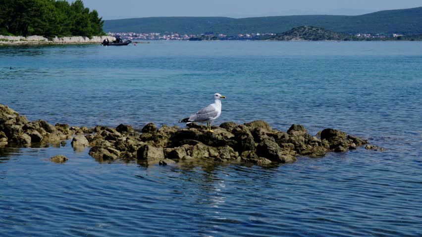 Seagull standing on coastal rocks surrounded by calm blue sea on a sunny summer day.