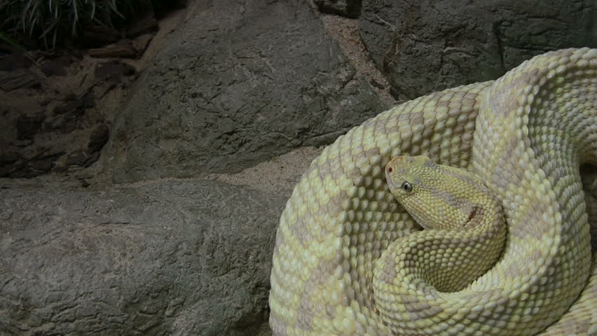 Video closeup of a Northwestern Neotropical Rattlesnake coiled. Wildlife from the USA. Don Despain of Rekindle Photo