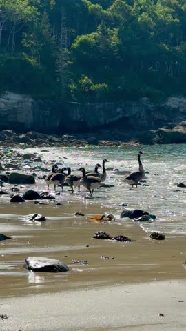 Flock of Canada geese wading among rocks in shallow surf at Sand Beach in Acadia National Park, Maine, with a rugged forested coastline behind them.