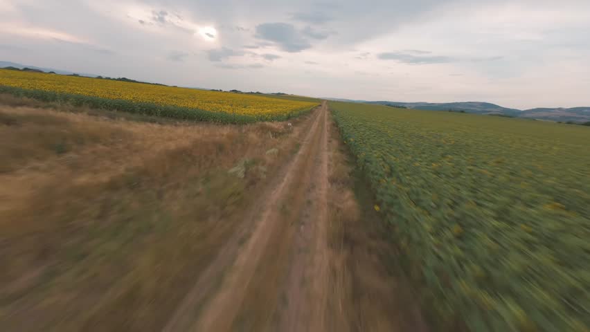 FPV drone flight turning from dirt road into sunflower field near Sofia, Bulgaria.