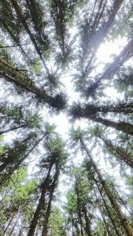 Tall evergreen trees reach toward a bright sky during a cloudy day in the forest