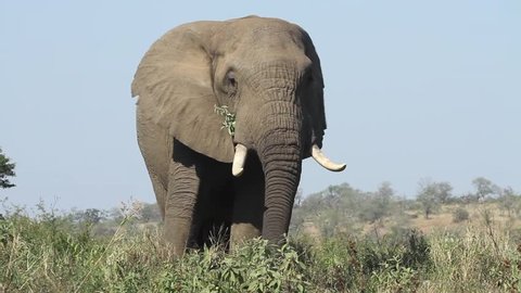 Large Elephant Bull flapping his ears to stay cool