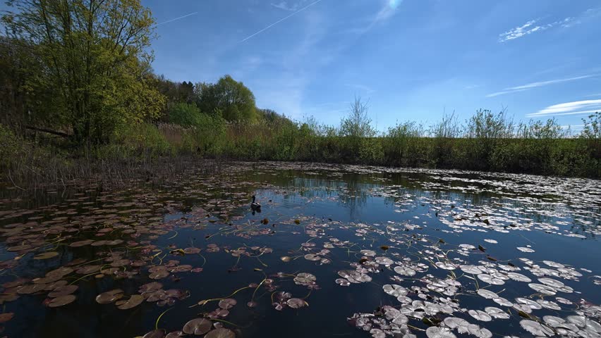 FPV Flight Skimming Above a Lily-Covered Pond as a Wild Duck Takes Off Across Calm Water Surrounded by Spring Wetland Vegetation and Forest