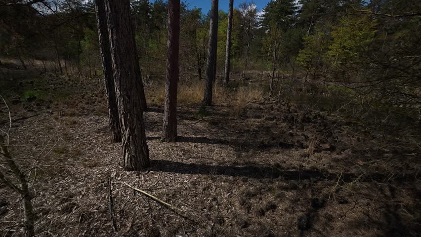Flying between pine trees before emerging into an open marsh with dark pools, dry grass, and scattered vegetation under a bright spring sky.