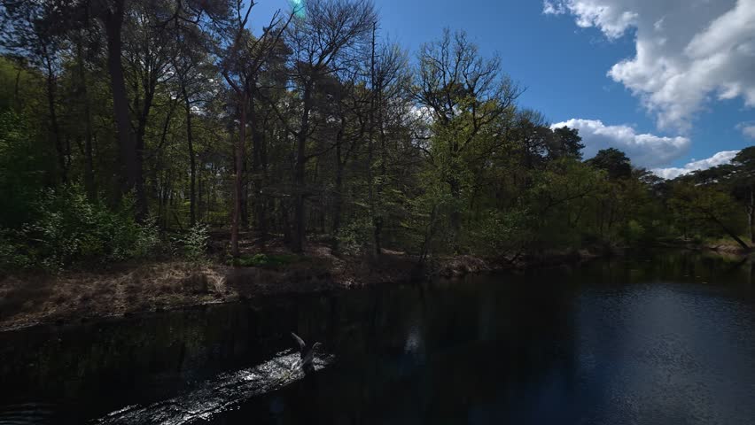 A wild goose lands gently on a quiet lake, creating ripples across the water in a peaceful wetland surrounded by spring forest.