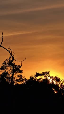 Beautiful silhouette of tropical trees against a glowing orange sunset sky. Peaceful nature landscape with dramatic evening light, perfect for travel, environment, and background concepts.4K