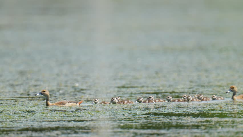 Flock of Ducks in wetland