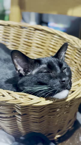 Black cat with a white chin sleeping peacefully curled up in a woven wicker basket at home