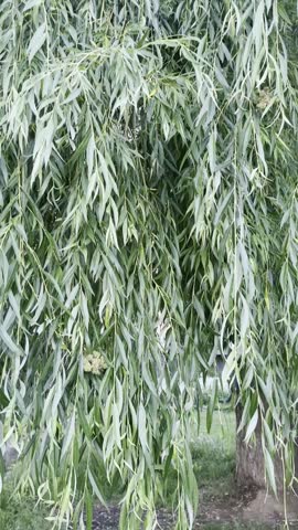 Beautiful willow tree with green leaves outdoors, camera moving up