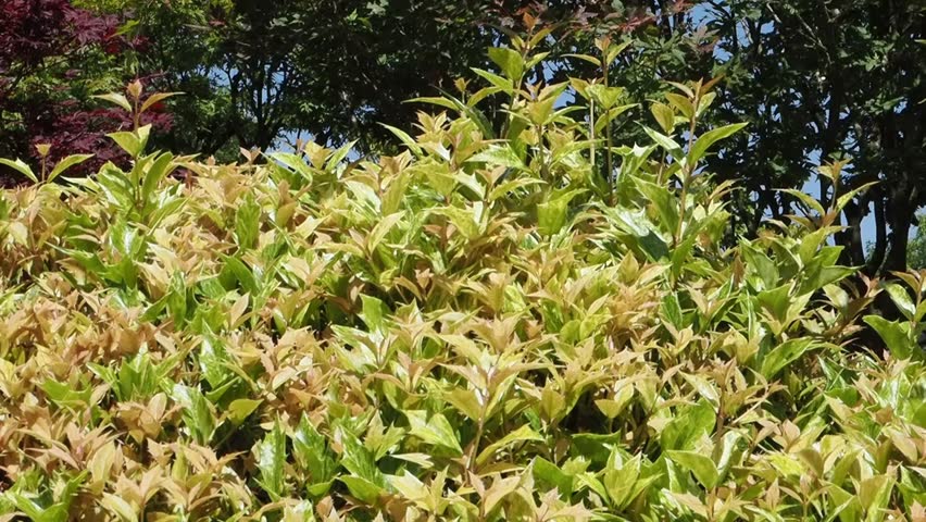 Osmanthus heterophyllus 