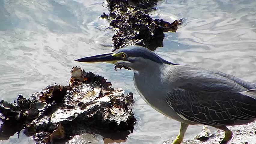 Striated Heron stalking like a ninja on Japanese concrete revetment

A Striated Heron (Butorides striata) demonstrates its incredible hunting strategy on a modern concrete riverbank in Japan. Moving with ultimate stealth like a ninja, this master of ambush creeps closer to its prey with slow, calculated steps. This footage captures the perfect adaptation of wildlife within a concrete-lined urban river ecosystem.