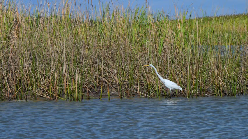 Texas, The Great Egret (Ardea alba), a large white wading bird distinguished by its long S-shaped neck and yellow bill. It inhabits wetlands and the margins of freshwater and coastal water bodies throughout tropical and warm temperate regions worldwide. This species feeds primarily on fish, hunts in shallow water, and has black legs and feet.