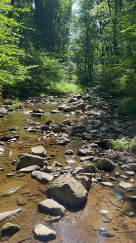 Beautiful Creek in a Pennsylvania Forest 