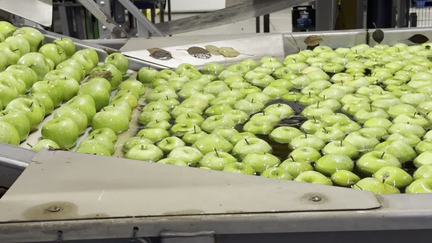 A closeup of Green Granny Smith apples emerging from water basin onto rollers for quality control and cleaning in brush washing machine