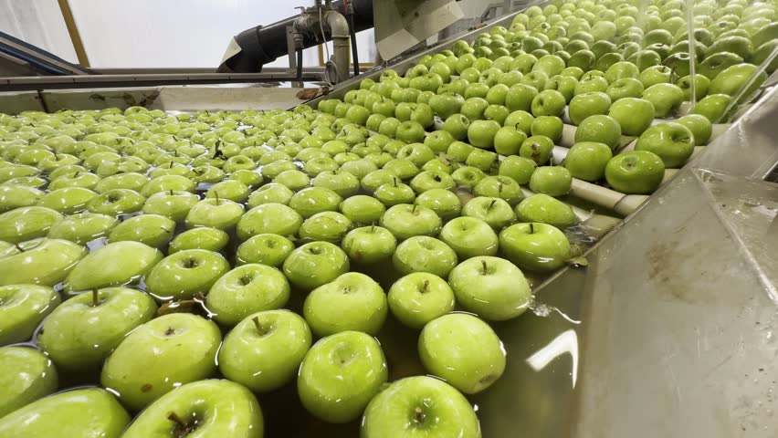 A closeup of Green Granny Smith apples emerging from water basin onto rollers for quality control and cleaning in brush washing machine
