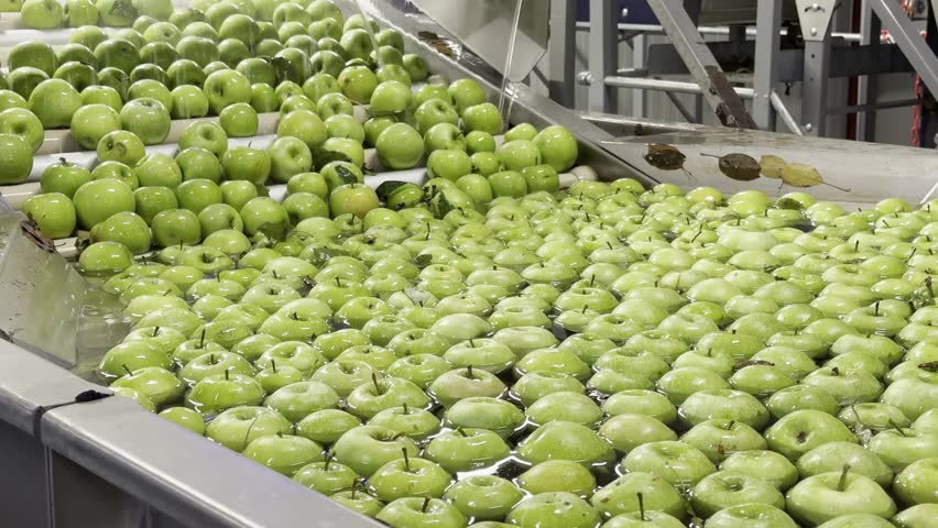The fresh green Granny Smith apples floating in water tank and cleaning in washing machine at fruit sorting and packaging facility