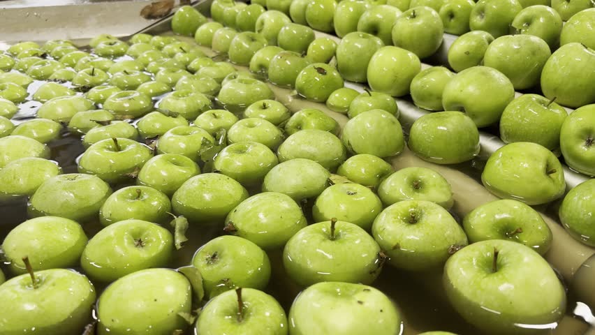 A close-up shot of Green Granny Smith apples emerging from a water basin onto rollers for quality control and cleaning