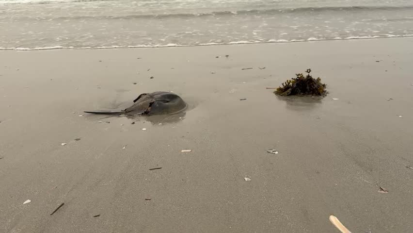 Horseshoe crab on the beach wet sand at the foot of the ocean as the ocean water rushes in and washes over the crab.
