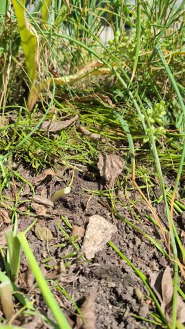 Bumblebee emerging from an underground nest. 