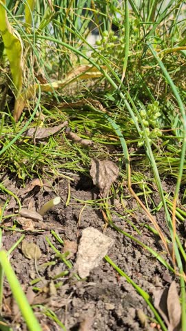 Bumblebee emerging from an underground nest. 