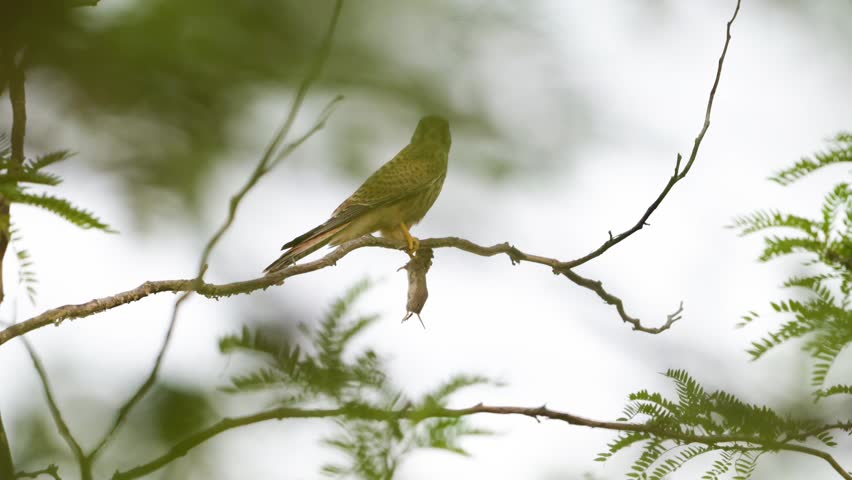 Common Kestrel (Falco tinnunculus) Perched on Branch Holding a Wild Mouse Slow Motion