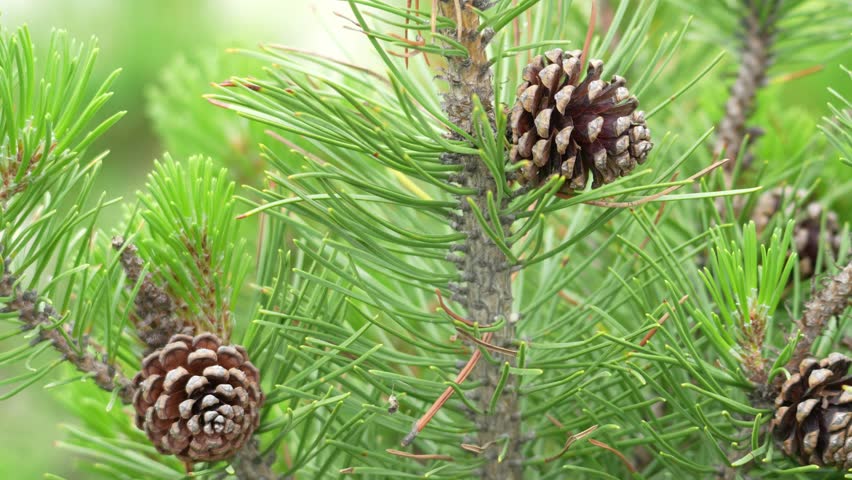 Close-up of pine cones on a pine tree. Brown pine cones have visible scales and green needles. Blurred green background adds depth to the scene. Seasonal growth details showcase natural beauty