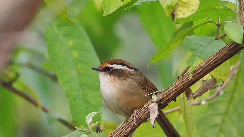 Close-up of a small brown passerine bird with a distinctive white eyebrow perched on a tree branch among lush green foliage.