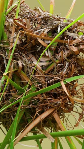 Close-up shot of a complex bird nest woven from dry grass within green river reeds.