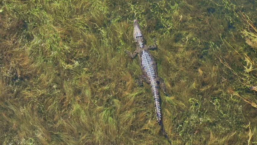 A cinematic aerial drone shot of a large saltwater crocodile lying perfectly still in the shallow grassy swampland of Timor. Camouflaged among the wetland vegetation