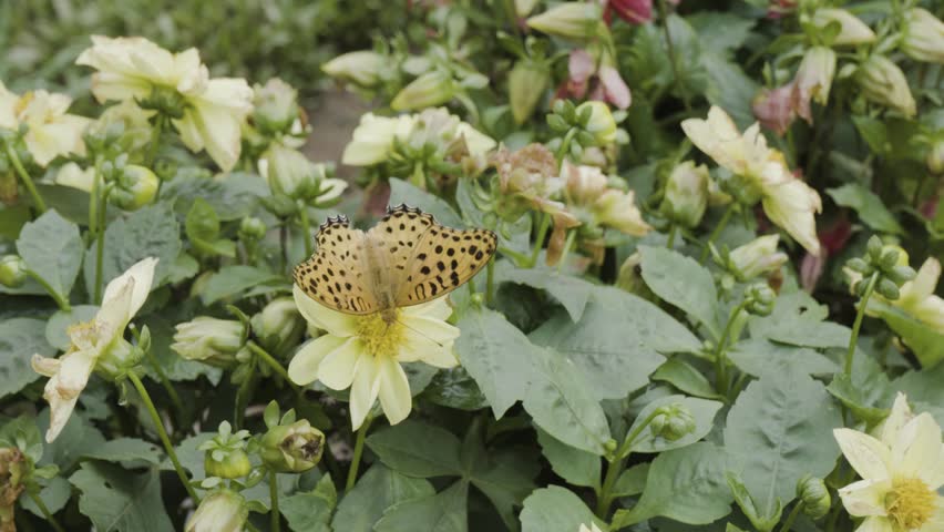 Bright yellow dahlia flowers blooming in a butterfly garden, attracting colorful butterflies and pollinators while showcasing vibrant ornamental beauty in a lush garden setting.