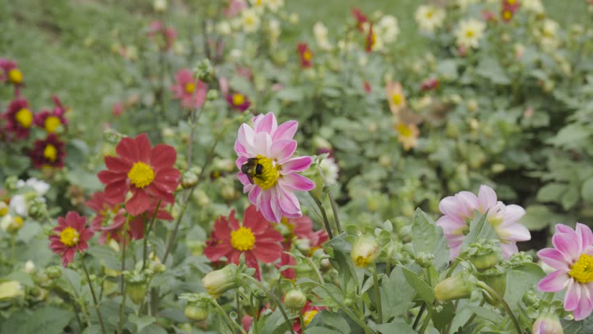 Vibrant red dahlia flowers blooming in a garden, attracting bees and butterflies as they pollinate the blossoms, creating a colorful and lively natural scene.