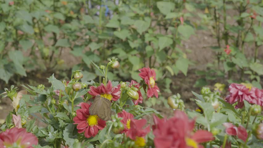 Vibrant red dahlia flowers blooming in a garden, attracting bees and butterflies as they pollinate the blossoms, creating a colorful and lively natural scene.