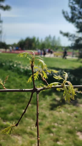 Young fresh green leaves on a branch on the background of park with people walking on a sunny spring day with blue sky. A branch swaying in the wind. Vertical