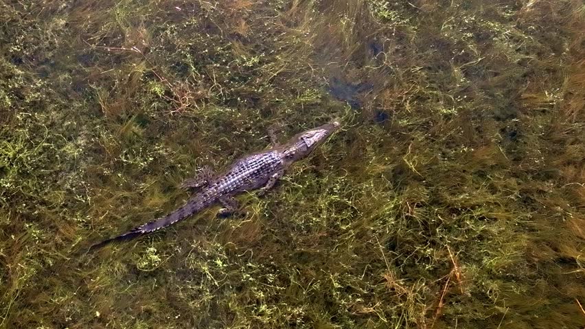 a crocodile as it swims through shallow wetlands in Timor. The reptile moves stealthily across the wetland habitat, offering a unique perspective of one of nature