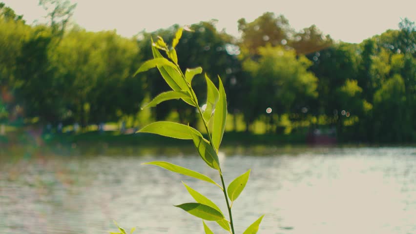 Green Lakeside Grass With Calm Water Reflections On A Tranquil Summer Shoreline.