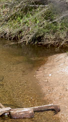 Static wide shot of a gentle stream flowing past logs and grassy banks in Wentworth.