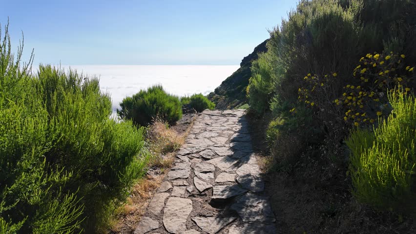 A stone mountain hiking trail leading toward a vast sea of clouds under a clear blue sky near Achada do Teixeira, on the route to Pico Ruivo, Madeira. Green endemic shrubs line the path on a sunny day.