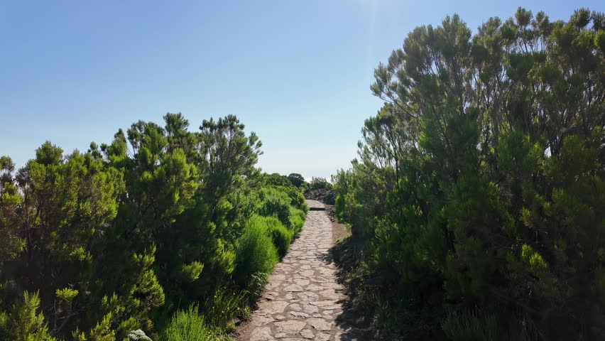 A stone mountain hiking trail leading toward a vast sea of clouds under a clear blue sky near Achada do Teixeira, on the route to Pico Ruivo, Madeira. Green endemic shrubs line the path on a sunny day.