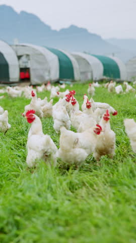 Agriculture, chicken and flock grazing in field for meat production, free range or healthy growth. Agribusiness, bird or eating grass in countryside for livestock industry, broiler farming or poultry