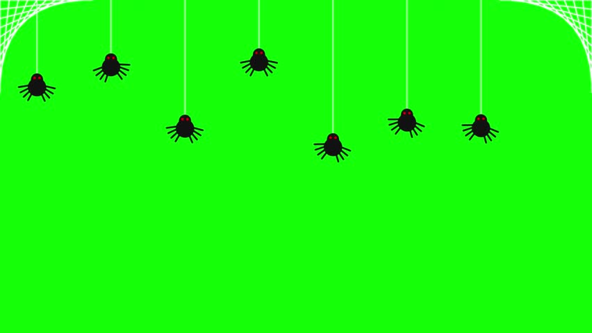 Creepy Black Spiders Bouncing on Webs Halloween Loop Animation Green Screen