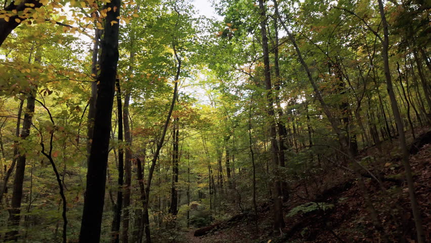 Camera moves forward with a gentle tilt down, revealing an autumn forest trail in Shenandoah.