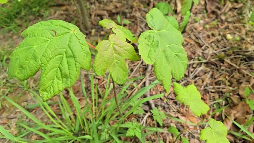 Sycamore tree (Acer pseudoplatanus) seedling on forest floor in Wales, UK