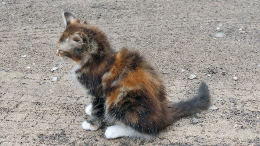 Calico (three-colored) kitty is getting up and going away. Close up view