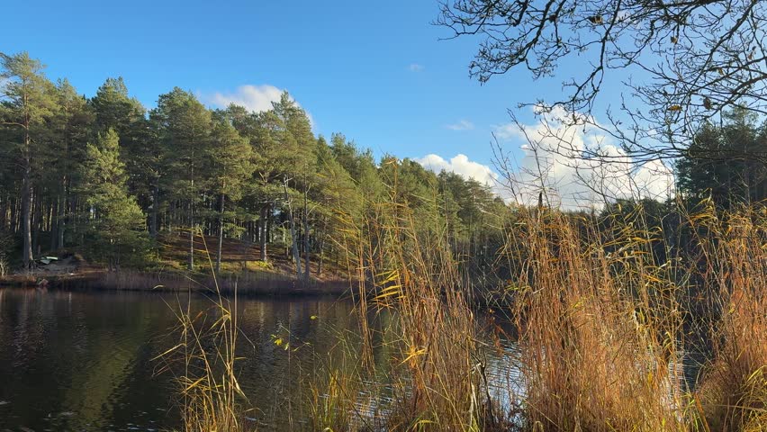 autumn forest landscape, sunset, river or lake
