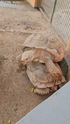 A vertical video clip of two giant African spurred tortoises (Sulcata) interacting inside a zoo enclosure with one mounting the other.